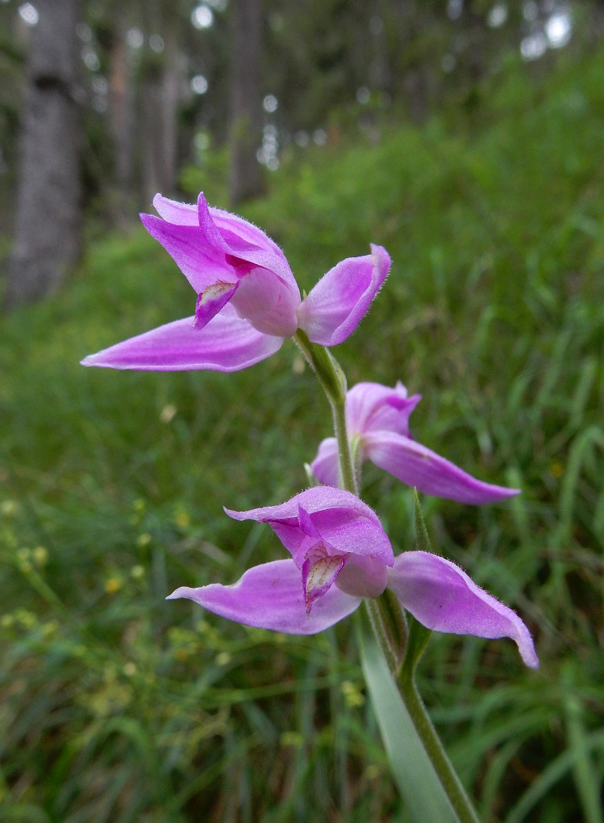 Cephalanthera Rubra Red Helleborine cephalanthera-rubra-red-helleborine